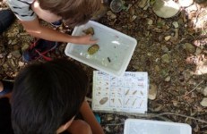 Descoberta dels Macroinvertebrats