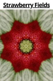 Cartell: Strawberry Fields