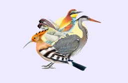 Taller d'il·lustració científica: Les aus