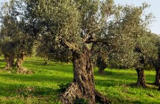 L'olivera