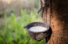 El cautxú i l'anyil