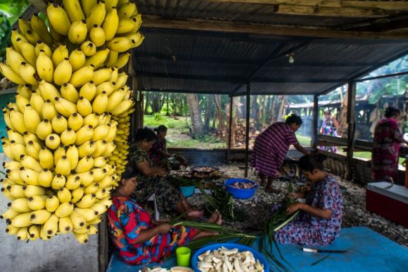 Newly picked bananas in the food preparation of women in Majuro, Marshall Islands.